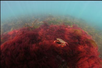 crab on red seaweed