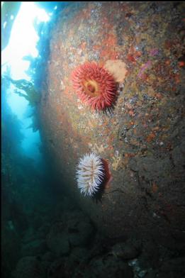 fish-eating anemones in canyon on second wall