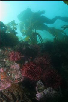 URCHINS IN SHALLOWS