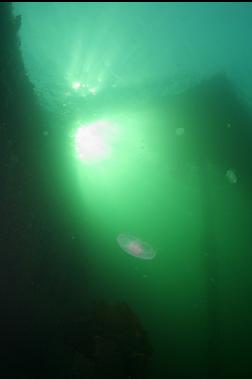 moon jellies under dock