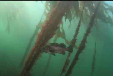 black rockfish in kelp forest