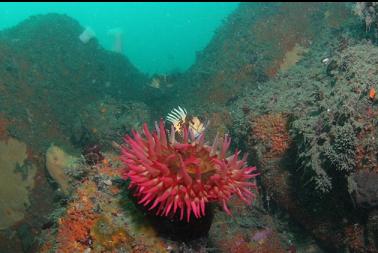 quillback rockfish and fish-eating anemone