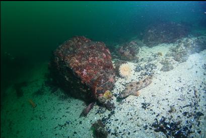 lingcod and anemone in sandy area