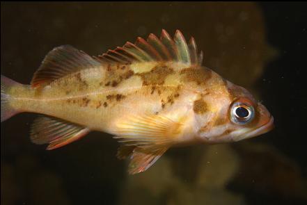 juvenile copper rockfish