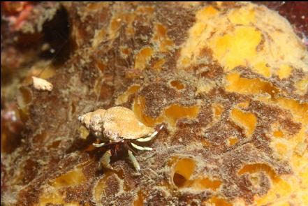 hermit crab on a sponge