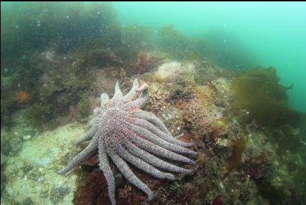 sunflower star and lightbulb tunicates in the shallows