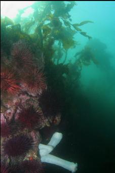 URCHINS AND PLUMOSE ANEMONES IN SHALLOWS