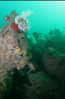 fish-eating anemone and rockfish