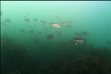 rockfish near small bay