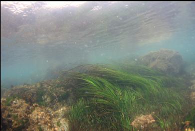 surfgrass near surface