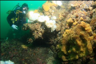 sponge, anemones and giant barnacles