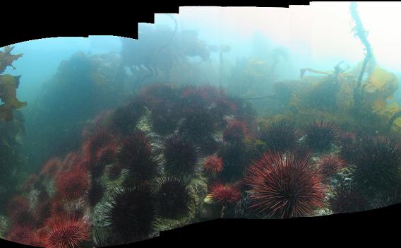 urchin and kelp panorama at top of wall