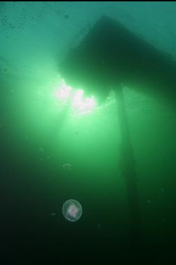 moon jellies under dock