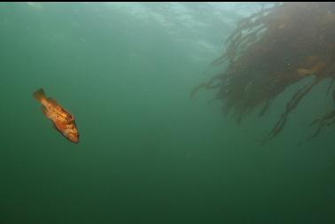 copper rockfish near surface