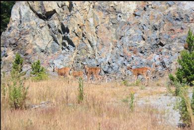 family of deer at Possession Point