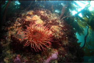 anemone near entry-point