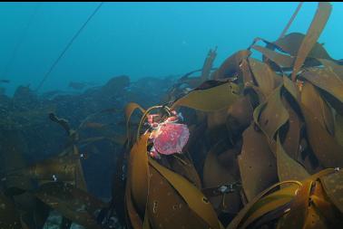 red rock crab on kelp
