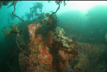 hooded nudibranchs on kelp