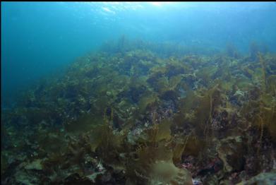 looking up kelp-covered slope in shallows