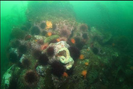 urchins, burrowing cucumbers and seastars 30 feet deep