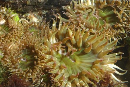 green anemones