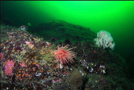 crimson anemone and cloud sponge 115' deep