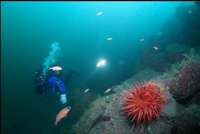 fish-eating anemone and Puget Sound rockfish