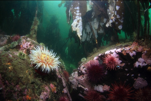 anemones, urchins and stalked kelp