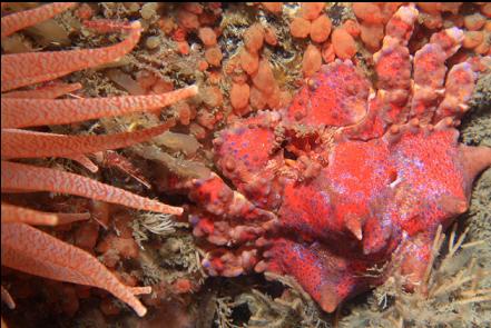 Puget Sound king crab and crimson anemone