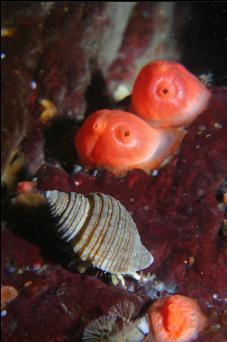 HERMIT CRAB AND TUNICATES