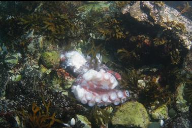 dead octopus in bay