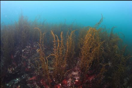 sargassum seaweed in the bay