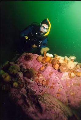 SEA RAVEN AND ANEMONES 