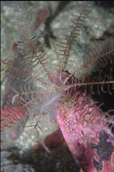 FEATHER STAR