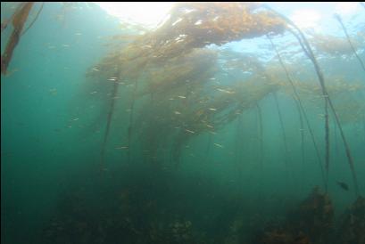 tube snouts under bull kelp