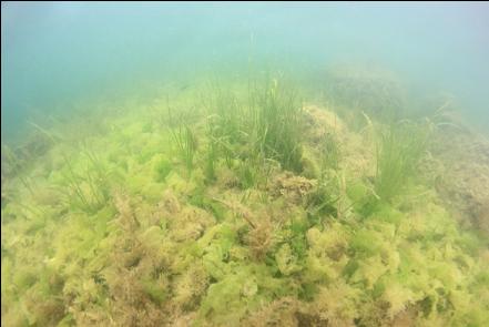 Eel grass in the shallows