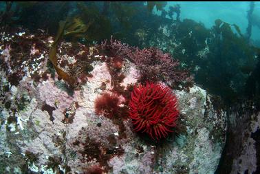 fish-eating anemone on shallow blocks