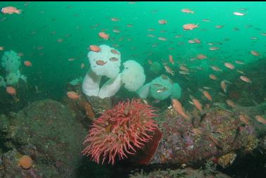 fish-eating anemone and puget sound rockfish