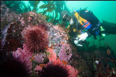 urchins and hydrocoral