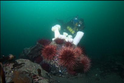 urchins and plumose anemones 60 feet deep