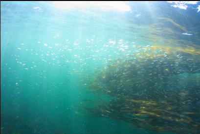 herring during snorkel