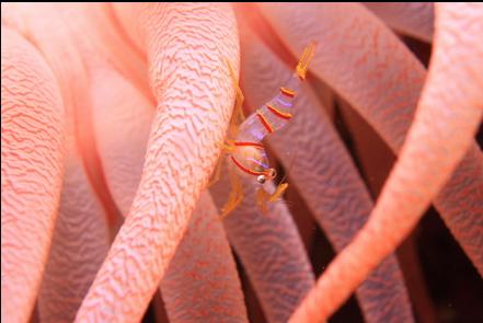 shrimp on a crimson anemone