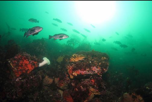 rockfish over the sewer pipe reef