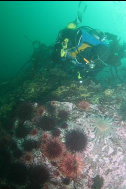 urchins and sunflower star on shallower slope