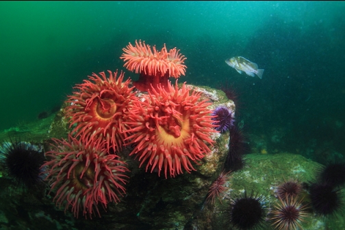 anemones and copper rockfish