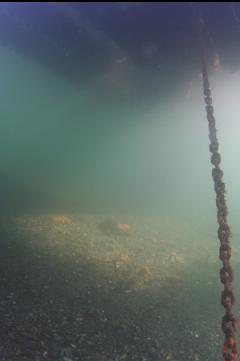 UNDER BIG FLOATING DOCK IN SHALLOWS