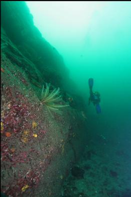 feather star on wall with diver in background