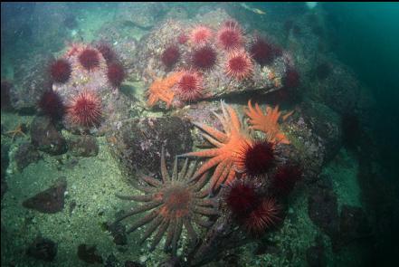 seastars and urchins