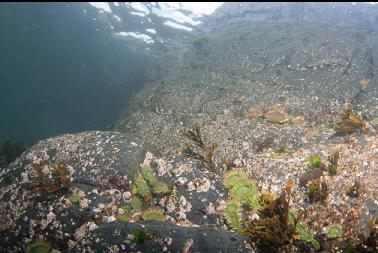 small green anemones in shallows
