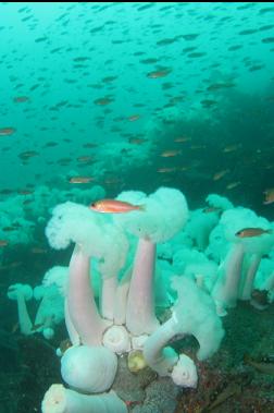 Puget Sound rockfish and plumose anemones